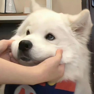 国产语音成人影院
